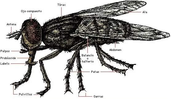 por que es tan dificil matar? a una mosca. aqui al respuesta