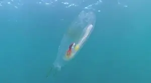 Pesca