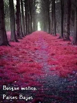 preciosos