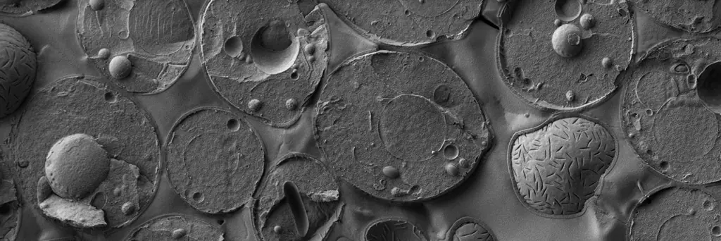 5 curiosidades que quizás no sabías sobre la cerveza