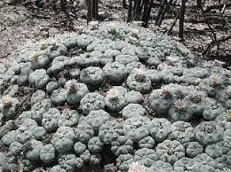 Peyote