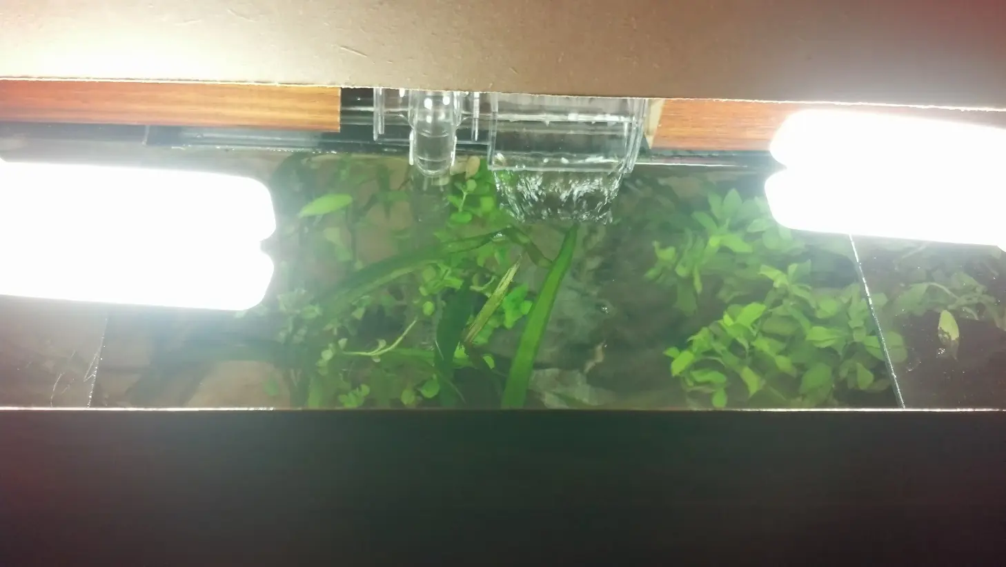 Acuario