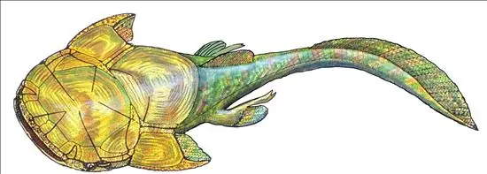 evolución
