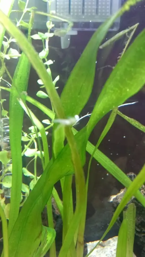Mi primer acuario plantado