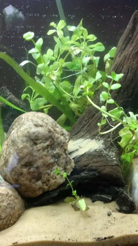 plantas