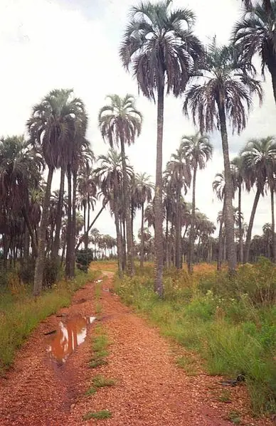 Palmeras, conociendo y plantando