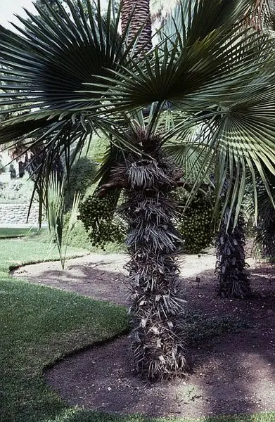 palmera