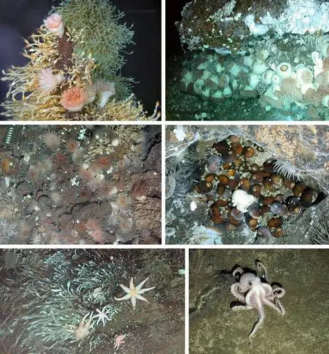 Antartida