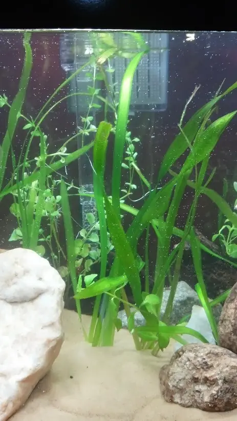 Mi primer acuario plantado