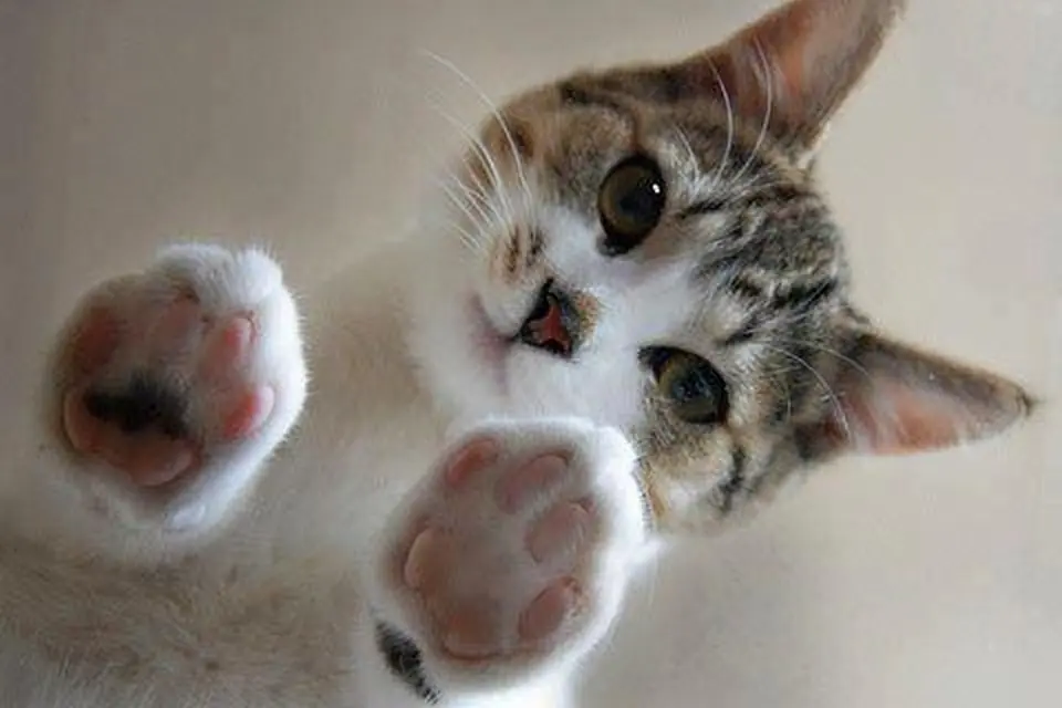 gatos