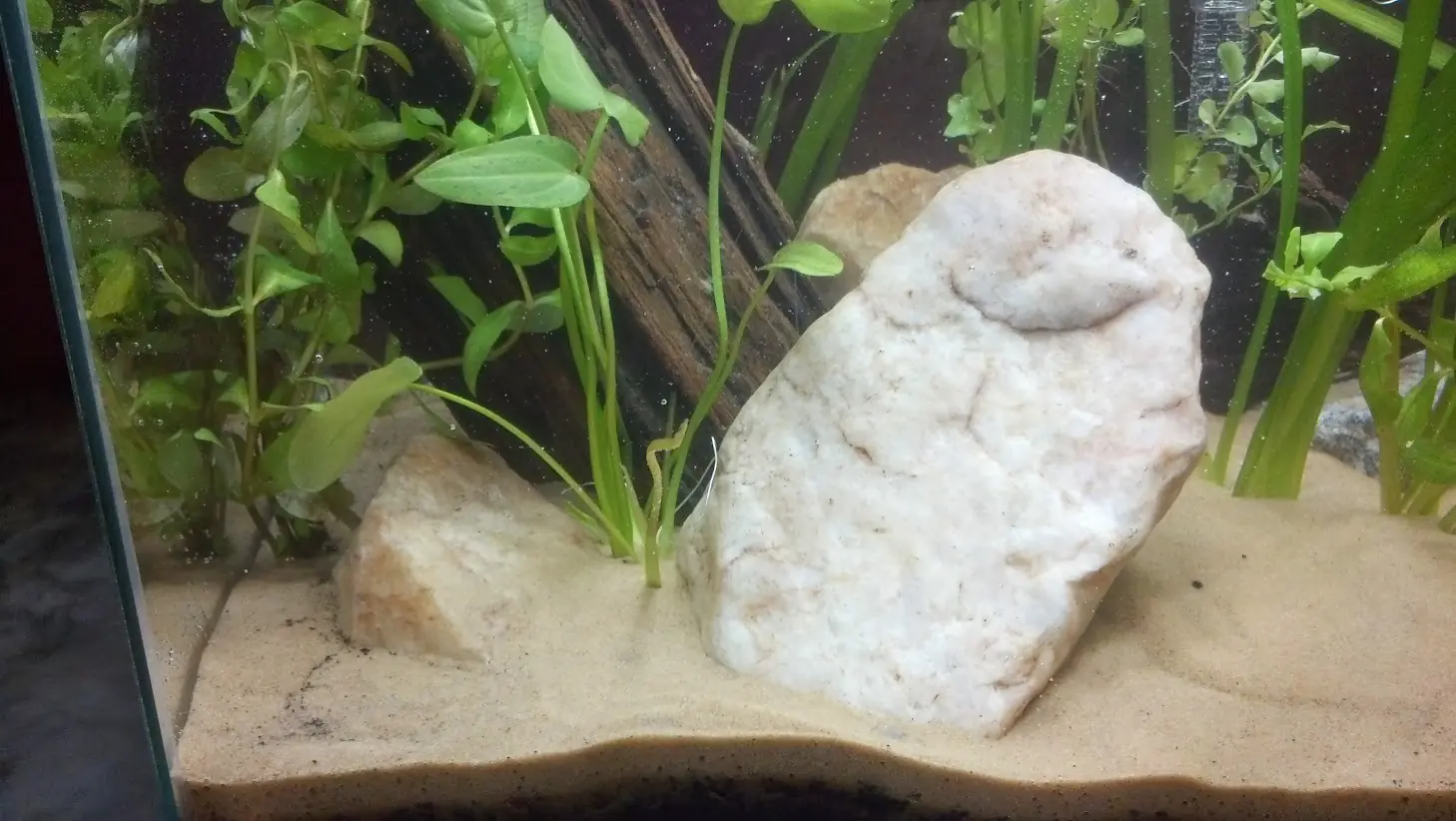 Acuario