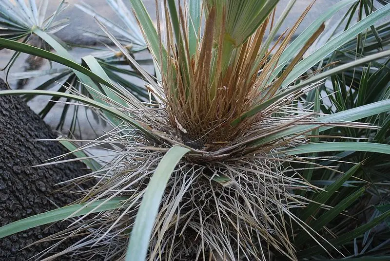 cultivar