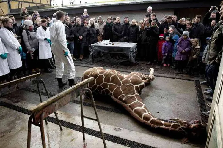 El zoo mató a una pequeña y sana jirafa