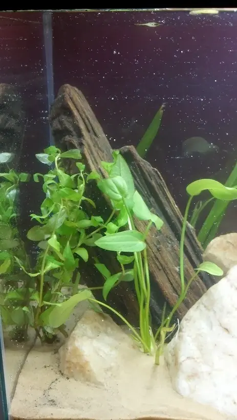 plantado