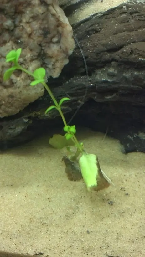 plantado