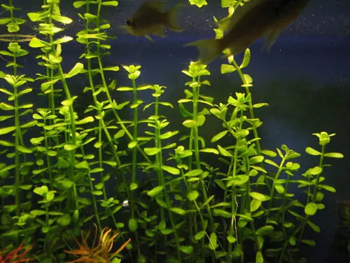 plantado