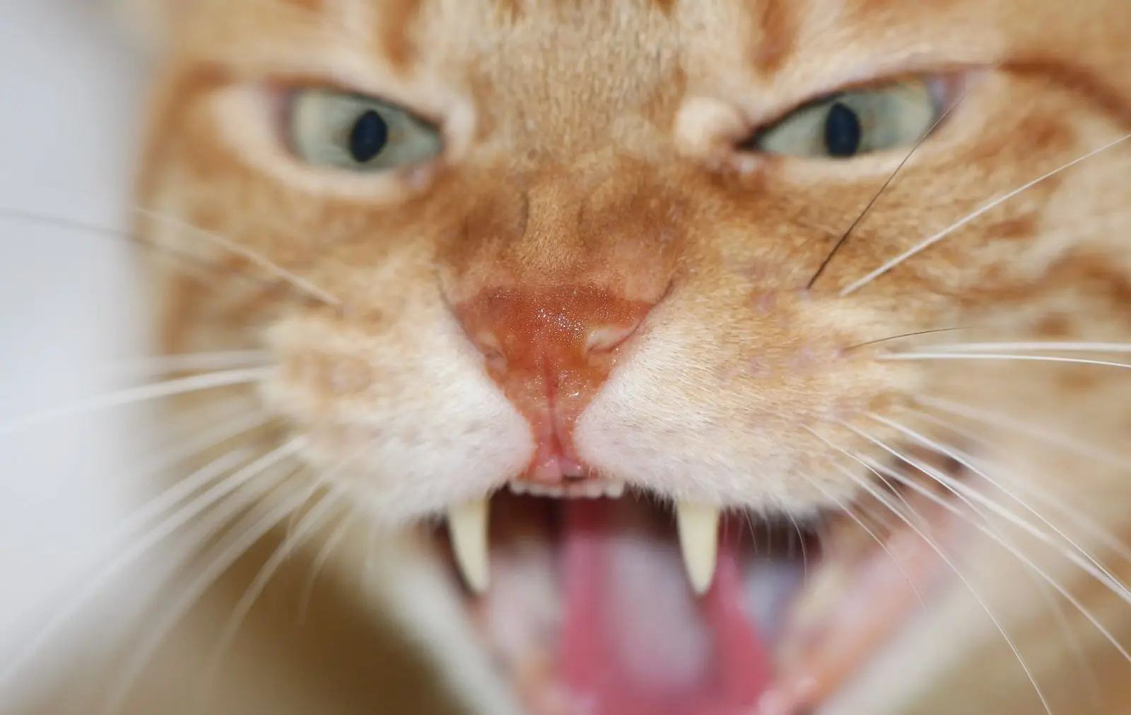 Ronroneo de los gatos puede curar