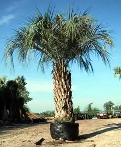 cultivar