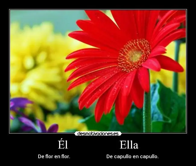 amor