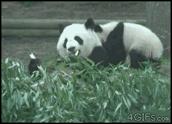 humor con gifs