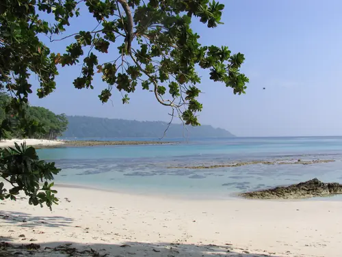 palmeras