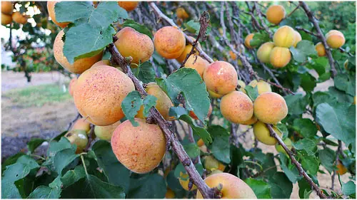 Los 10 frutos mas saludables para nuestro organismo
