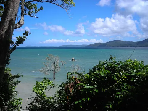 palmeras