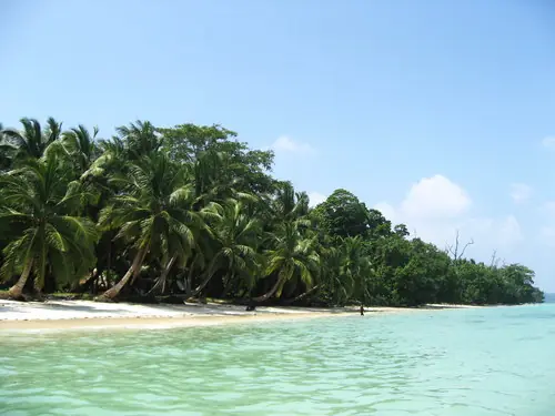 palmeras