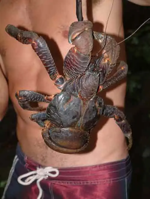 cocotero