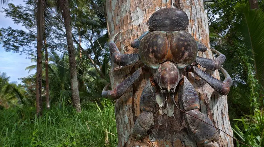 El cangrejo cocotero: un inofensivo gigante arborícola