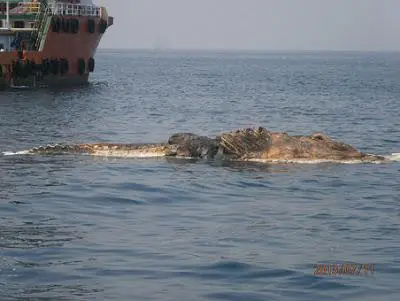 Ballena o dinosaurio.
