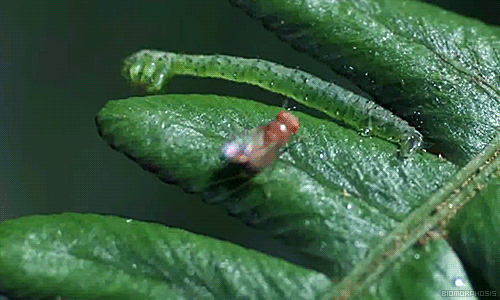 gusano