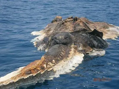 desconocido