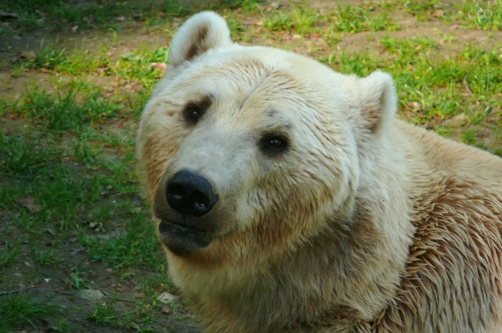 Animales