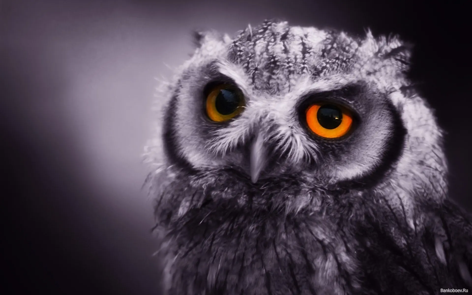 Animales