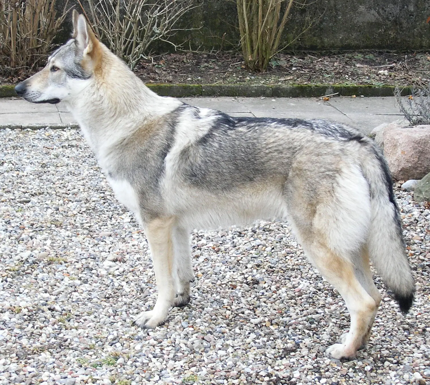 genetica