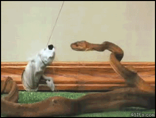 Gif, llevate alguno!