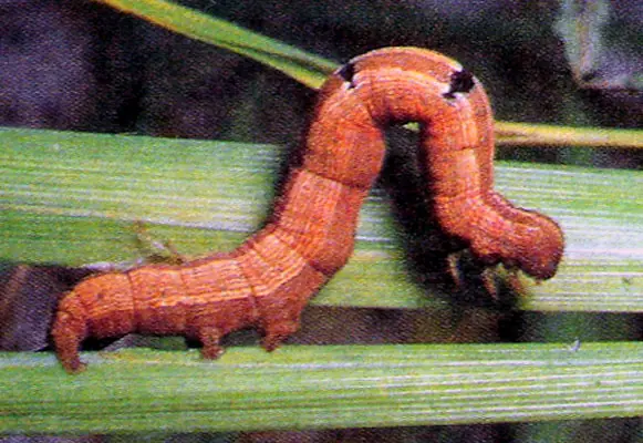 Inchworms