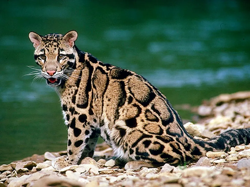 Animales Híbridos (Impresionantes)