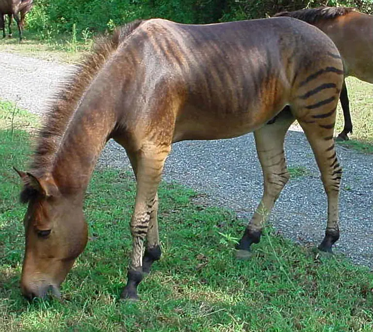 Animales Híbridos (Impresionantes)