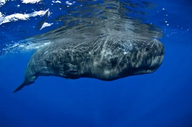 ballenas