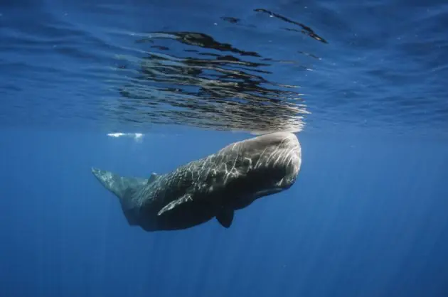 ballenas