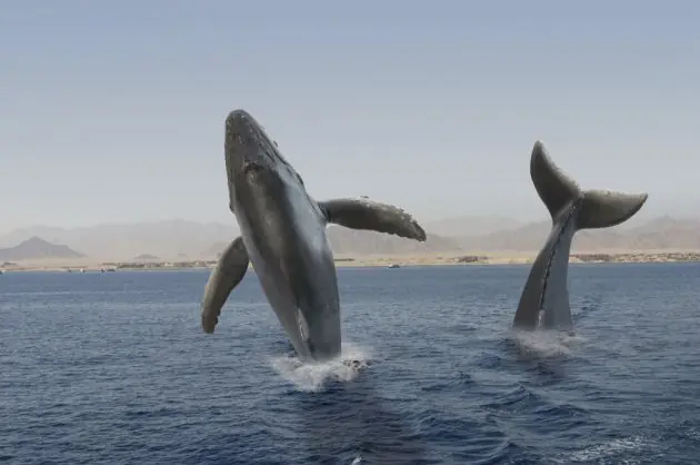 ballenas