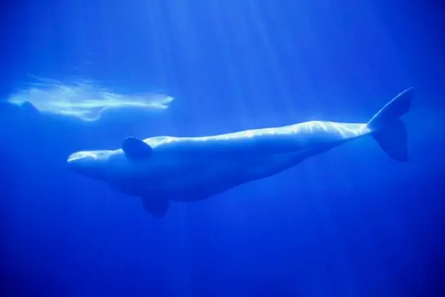 ballenas