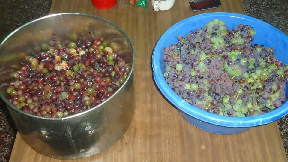 jugo de uva