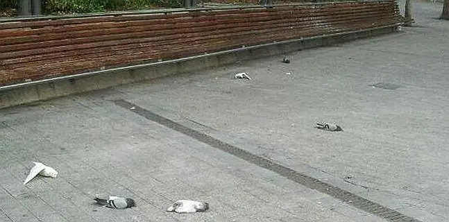 Misteriosa muerte de palomas en Murcia tras escucharse The H