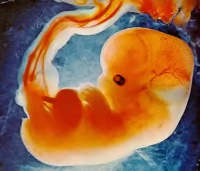 Teorías, origen de la vida, ¿En cual crees?