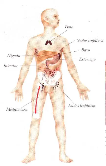 nuestro cuerpo