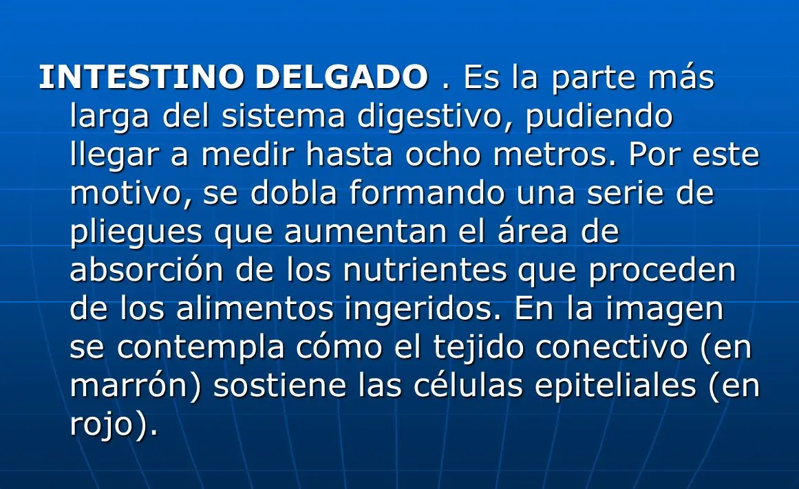 estomago