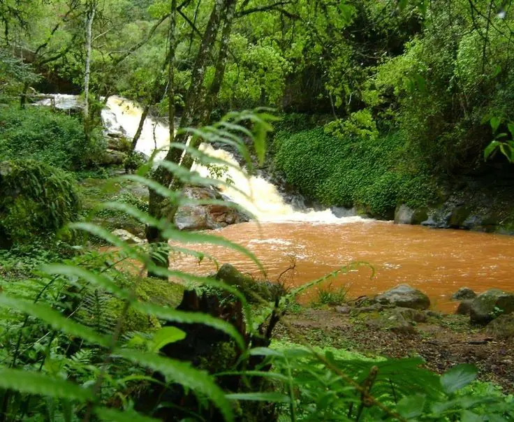 saltos
